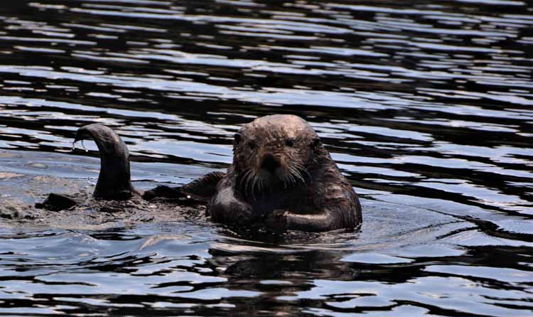 otter